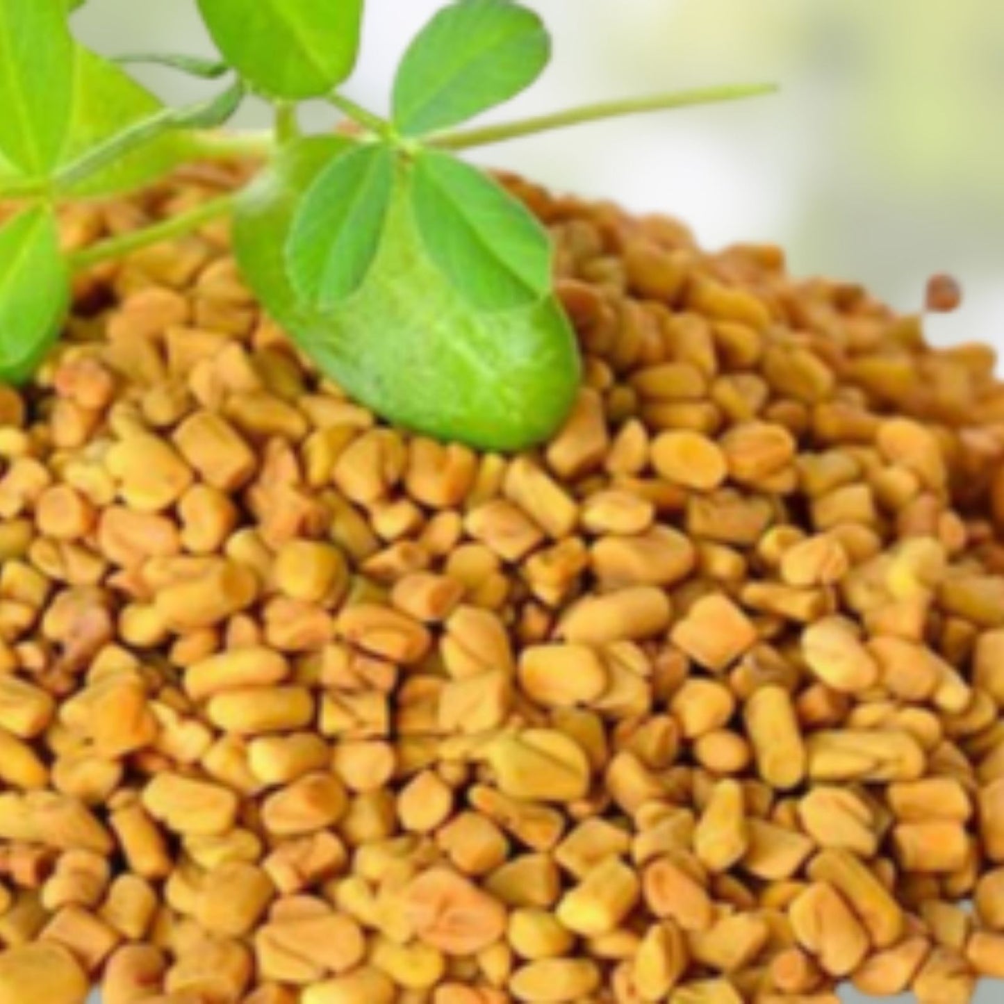 Organic Fenugreek Seeds 16 oz Culinary Herb Trigonella foenum-graecum Raw Whole Plant Spice