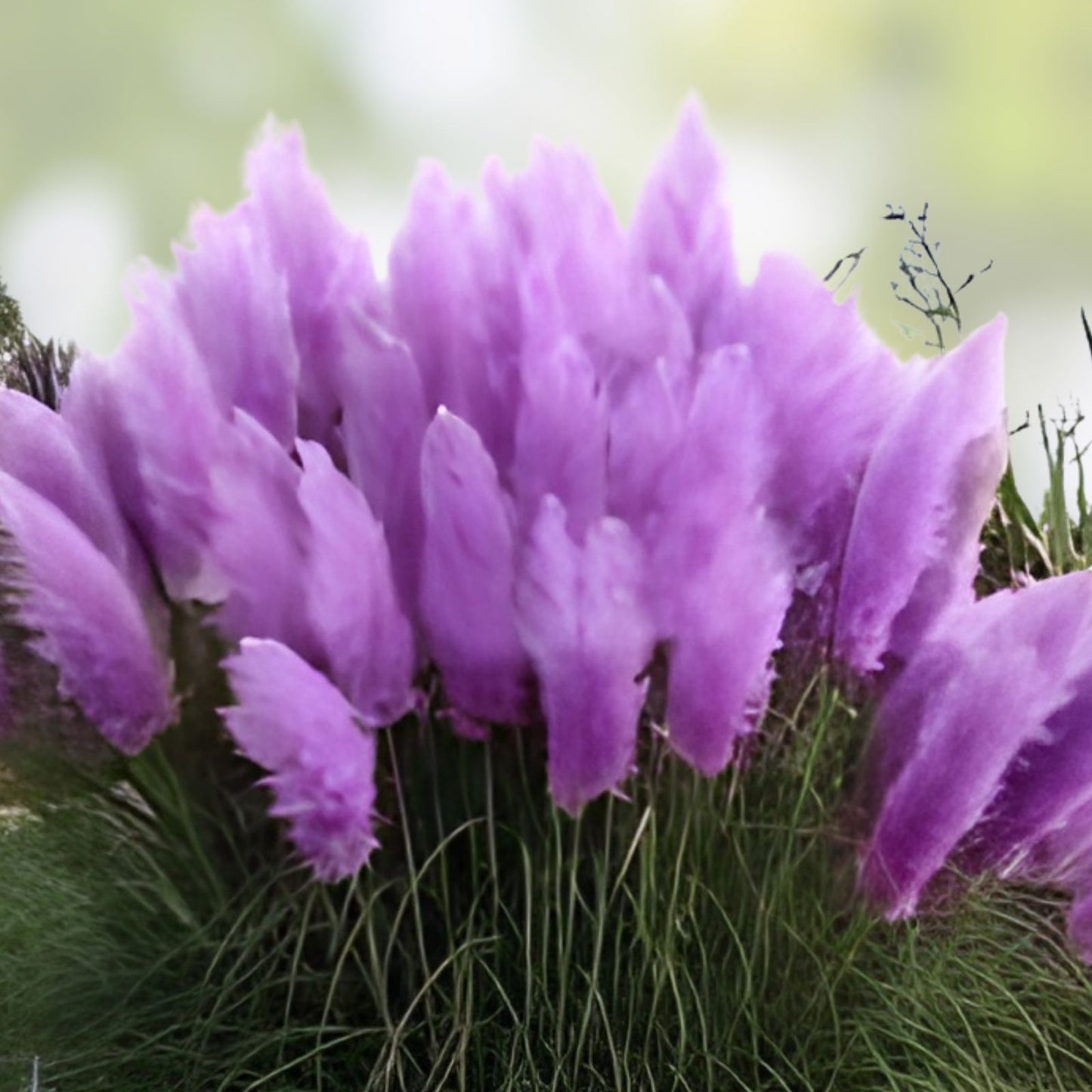 Purple Pampas Grass Plugs 3 Pack | Ornamental Grass Live Plants | Cortaderia selloana Indoor Outdoor Garden Starter