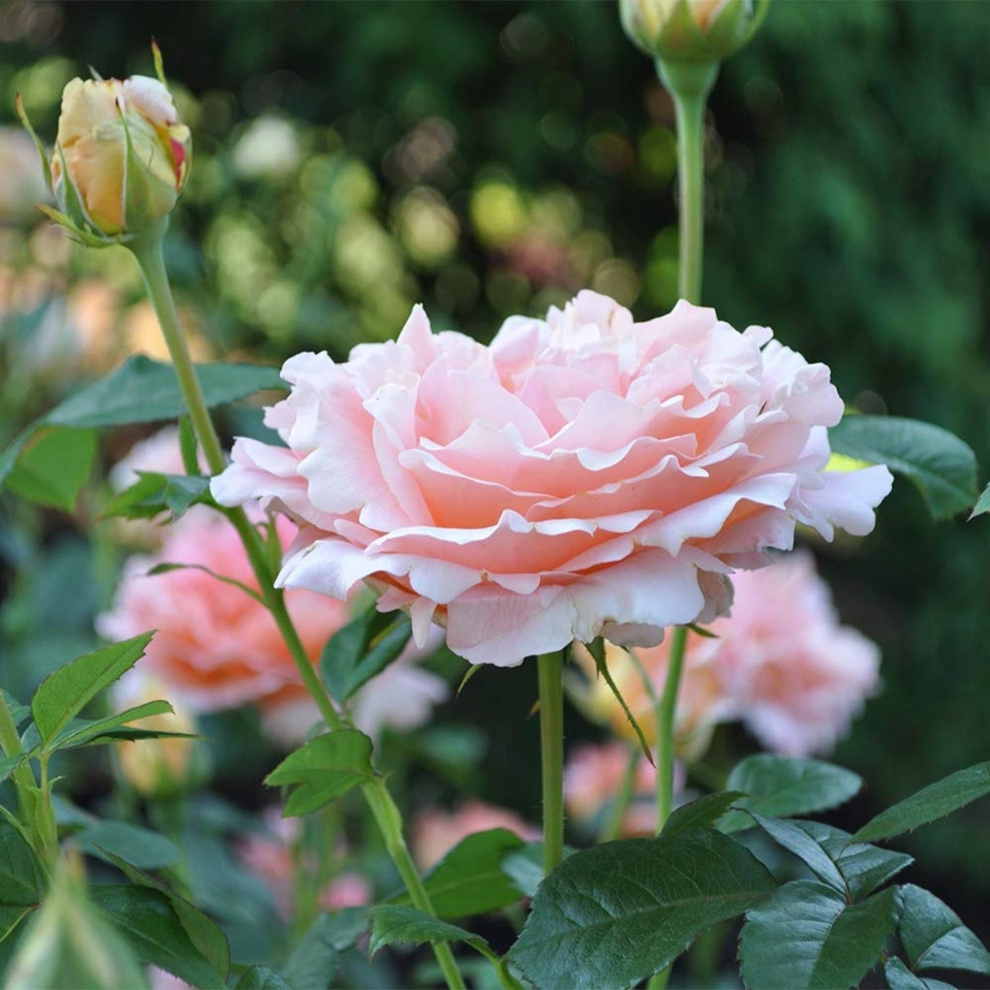 Polka Climbing Rose Cuttings Apricot Live Plant Rosa 'Polka' Garden Flower Houseplant Bare Root Starter