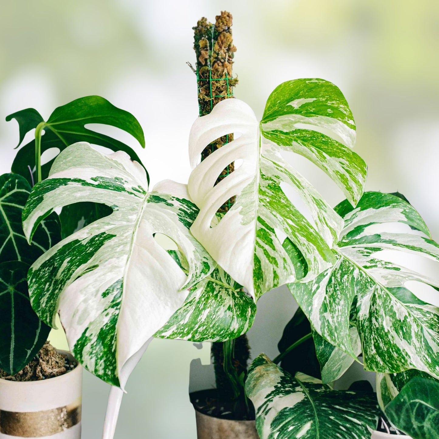 Variegated Monstera Albo Borsigiana Plant - Live Tropical Indoor Houseplant with White Variegation - Cutting or Starter Plant