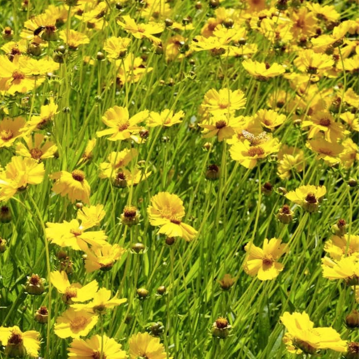 Lance Leaf Coreopsis Seeds 200 Organic Wildflower Seeds, Coreopsis lanceolata, Live Plant, Bare Root, Starter Plant, USA Grown
