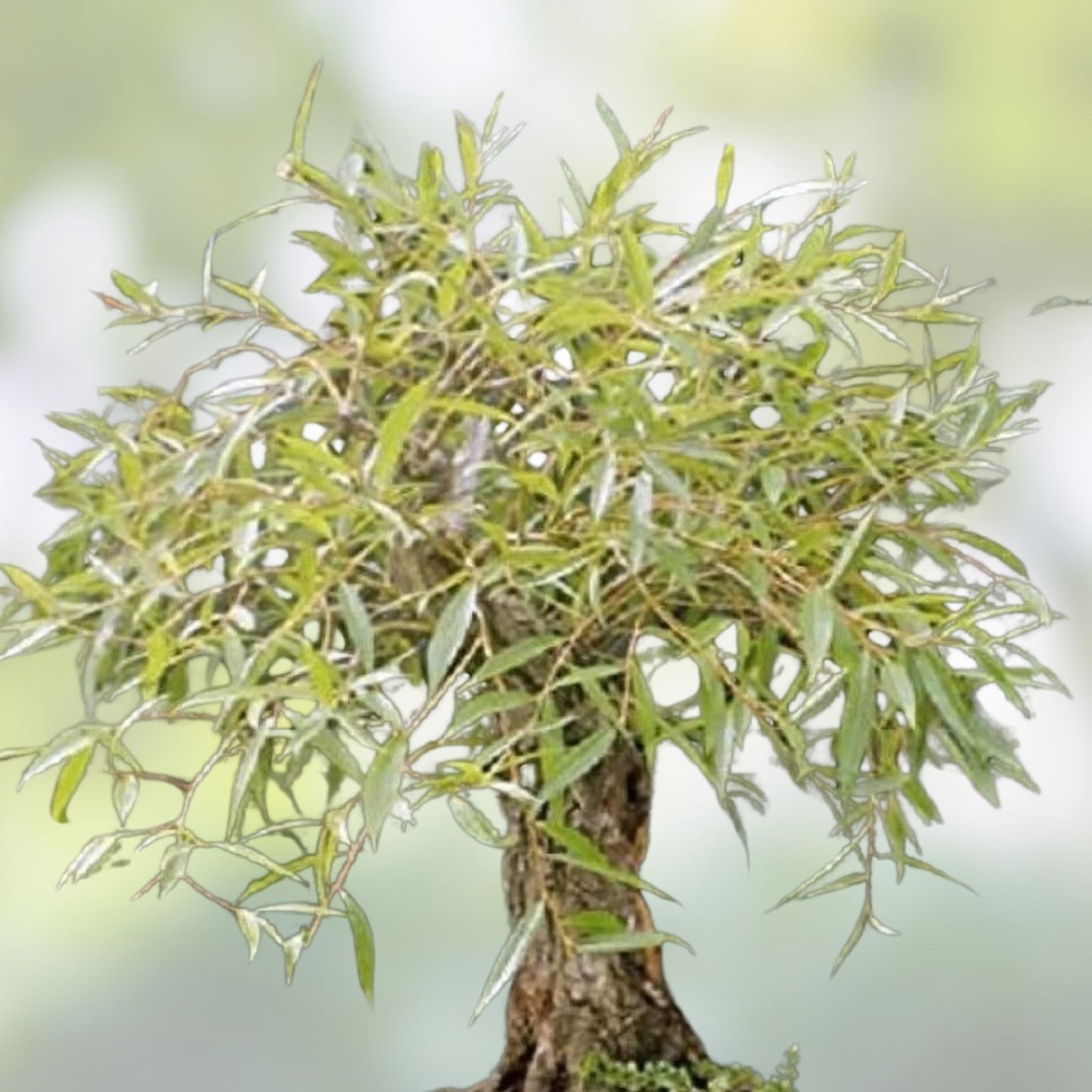 Golden Curls Willow Tree Cutting Live Plant - Salix matsudana 'Golden Curls' Bonsai Starter Tree - Fast Growing