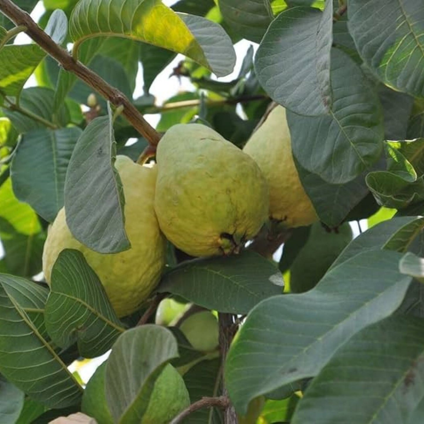 Guava Fruit Bonsai Tree Seeds 20 Pack – Edible Tropical Plant, Psidium guajava, Exotic Fruit Tree Seeds