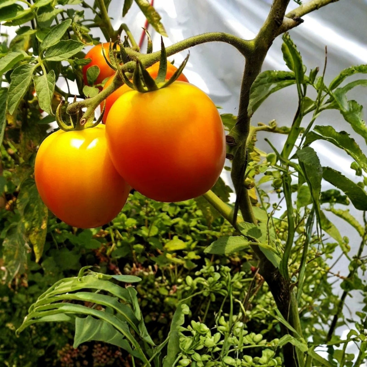 Jubilee Heirloom Tomato Seeds - 500 Count - Non-GMO Vegetable Seeds - Solanum lycopersicum