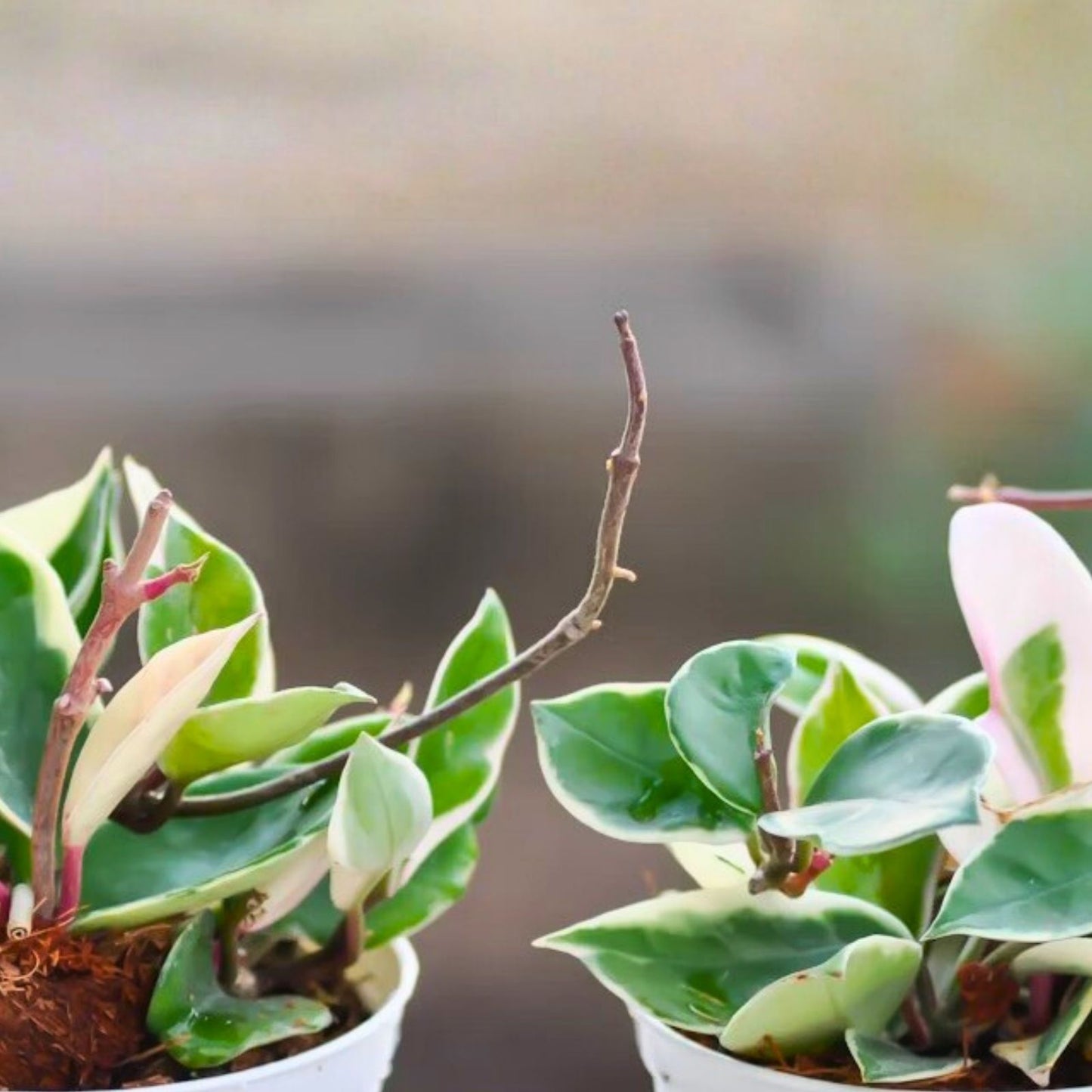 Lot of 6 Hoya Cuttings Uncommon Varieties Healthy Starter Plants Houseplants Live Plant