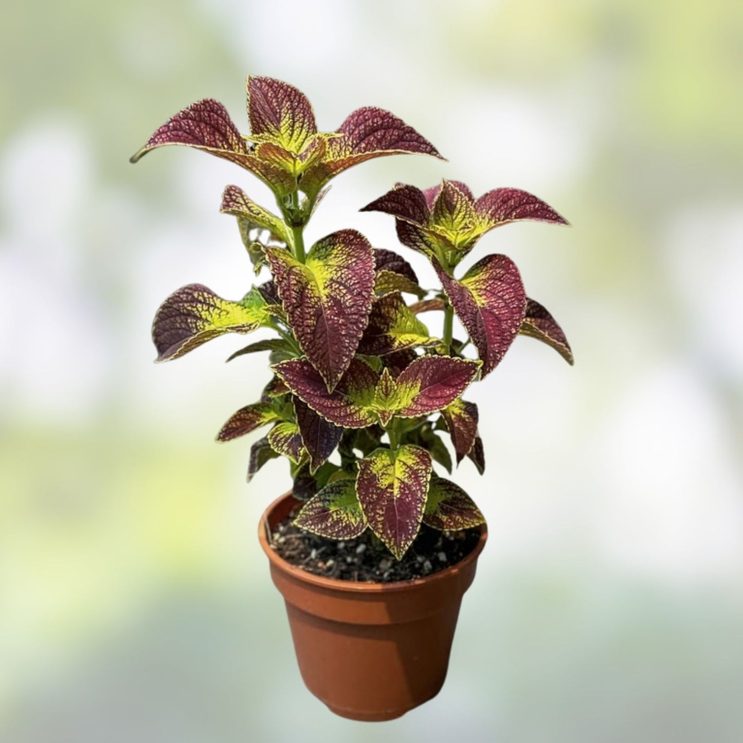 Coleus Splish Splash Live Starter Plant | Vibrant Ornamental Foliage | Coleus blumei Houseplant, Indoor Plant, Cutting, Non-GMO
