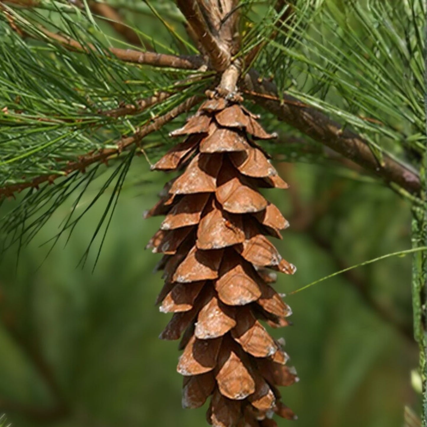 Live White Pine Tree 12" Bare Root Pinus strobus Evergreen Landscaping Starter Plant