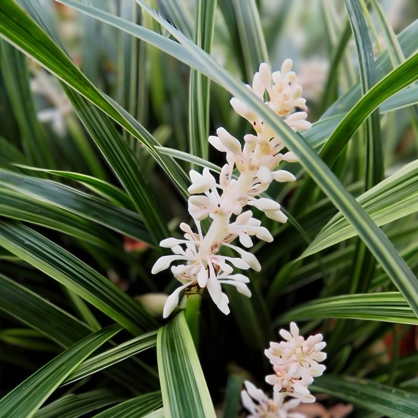 Rabbit Ear Plant Seeds 30+ | Ophiopogon japonicus | Ornamental Ground Cover | Unique Foliage | Live Plant Cutting or Bare Root