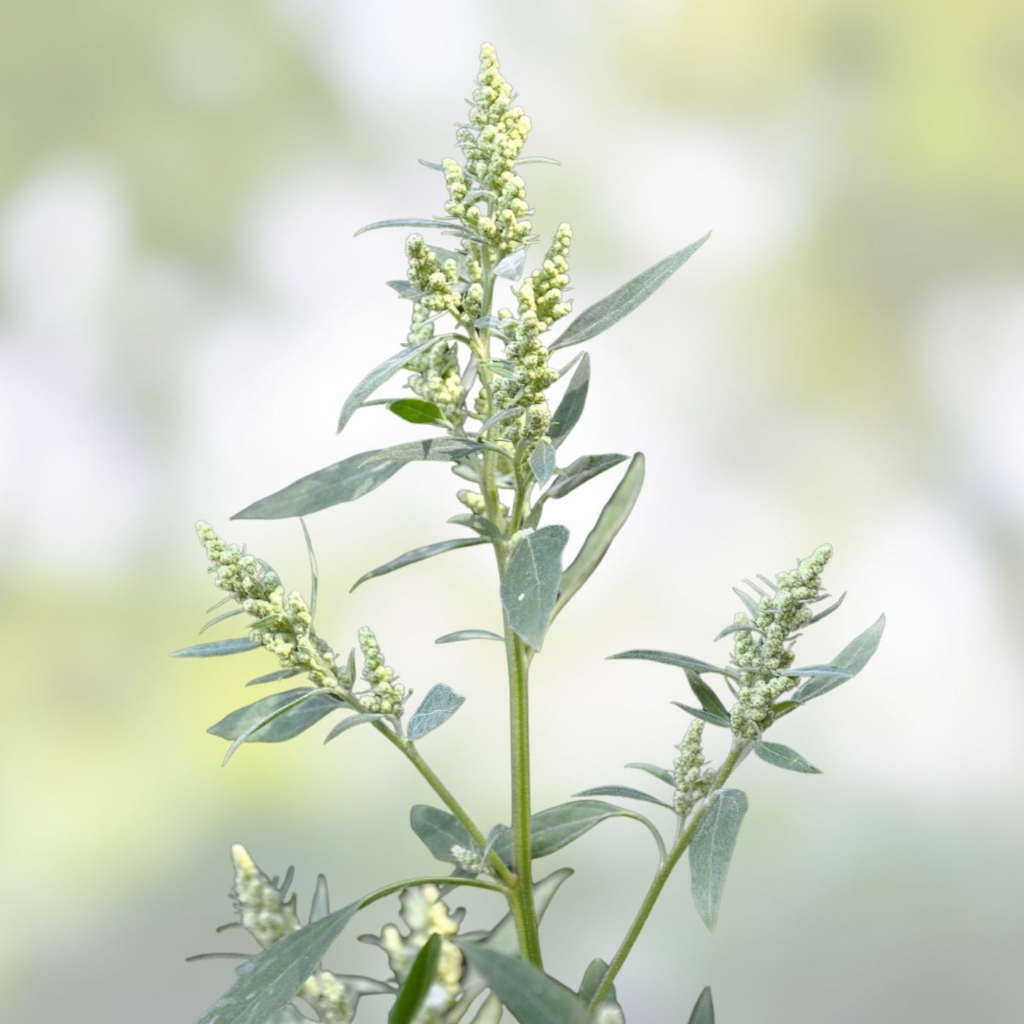 Lambsquarters Seeds 100 Pack Organic Edible Greens Vegetable Garden Chenopodium album Fast Growing Plant