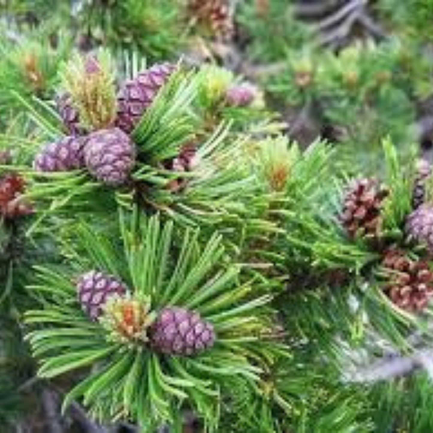 Dwarf Mugo Pine Seeds 30 Count, Pinus mugo pumilio, Evergreen Conifer Seeds for Gardening and Landscaping