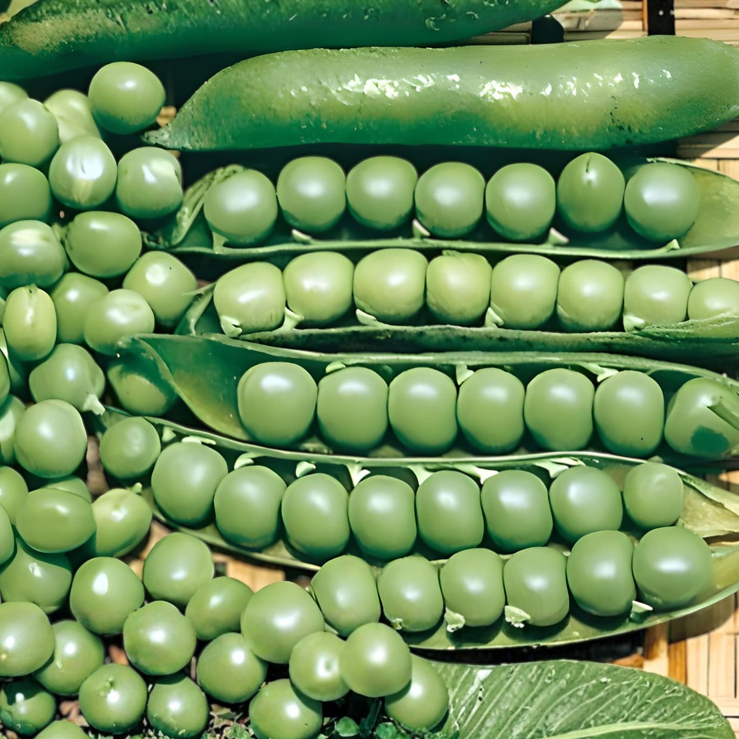 Heirloom Lincoln Pea Seeds 500+ Non-GMO Garden Planting Seeds Pisum sativum Vegetable Seeds