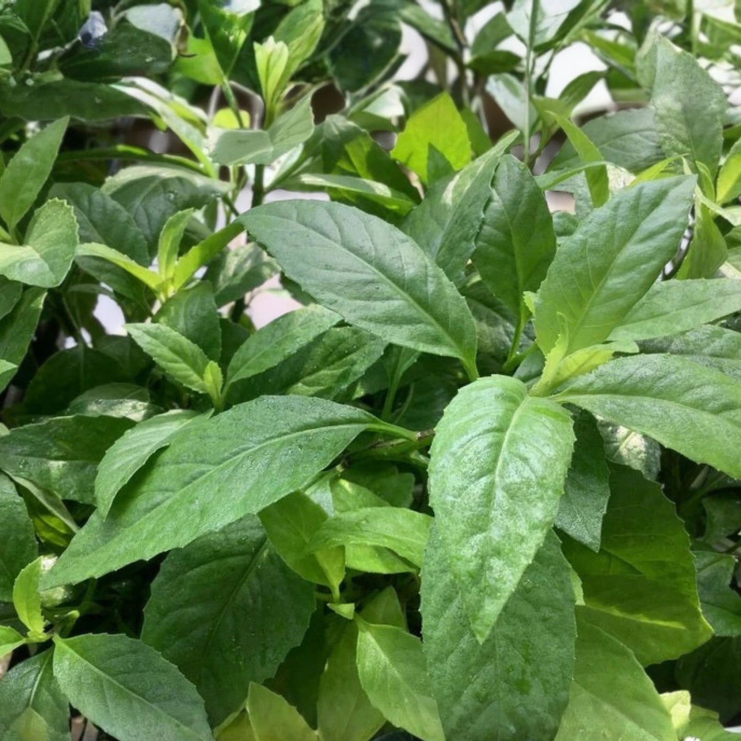 Longevity Spinach Gynura Procumbens Cuttings - Edible Greens, Live Plant, Starter Plant, Houseplant, Gardening, Healthy Cooking