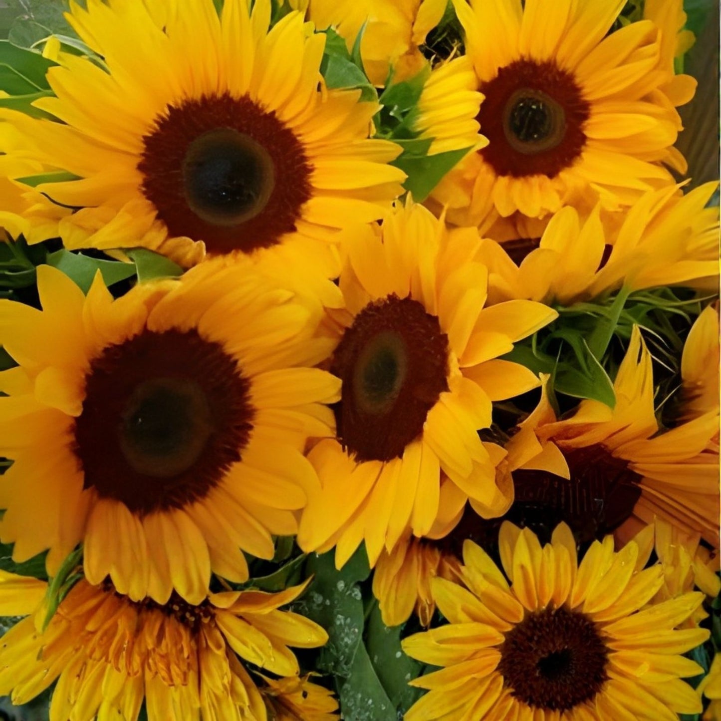 Organic Vincent's Helianthus annuus Sunflower Seeds - Raw, Non-GMO, Edible, USA Grown, 20 Seeds, Free Shipping