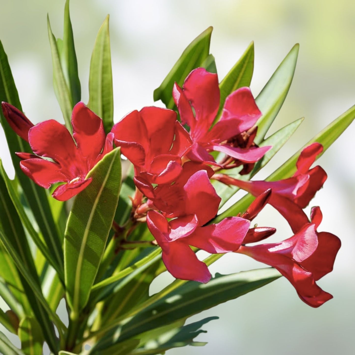 Oleander Live Plant 2.5" Nursery Cube Red Nerium oleander Jannoch Houseplant, Live Cutting, Starter Plant