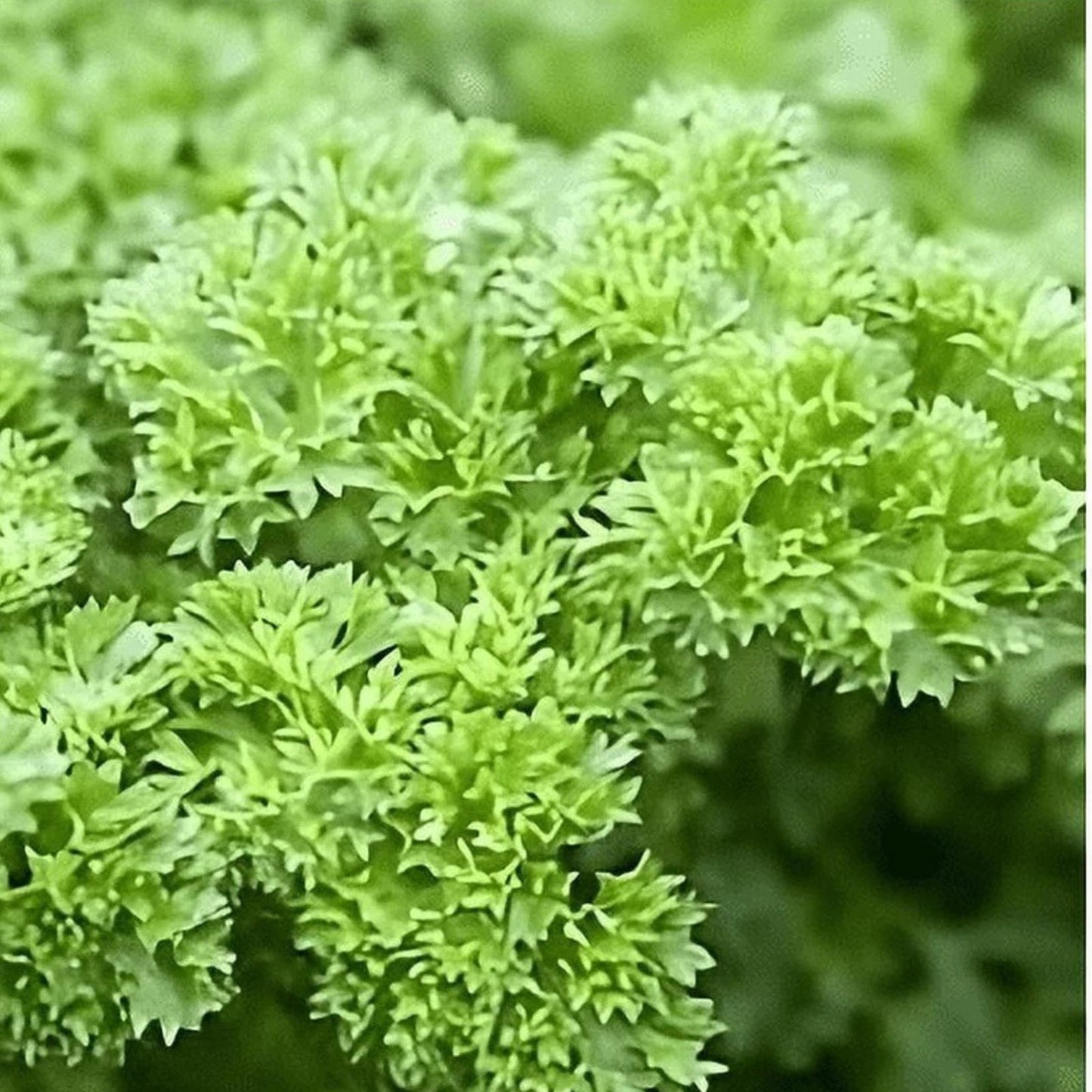 Heirloom Parsley Seeds Triple Curled Non-GMO Herb Seeds 500 Count for Cooking & Gardening, Petroselinum crispum, live plant or seedling