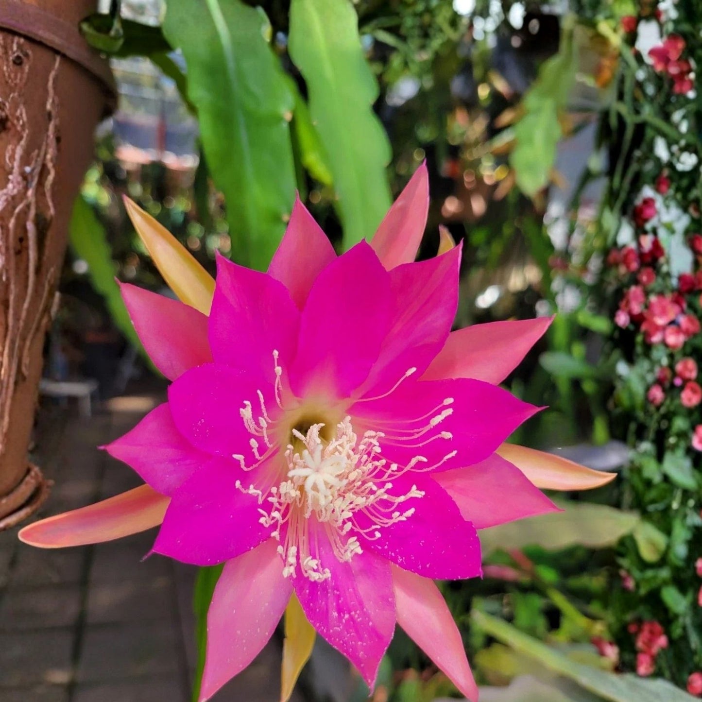 Epiphyllum Gitti Paetz Orchid Cactus Unrooted Cutting 8-10in Tropical Houseplant for Home Decor