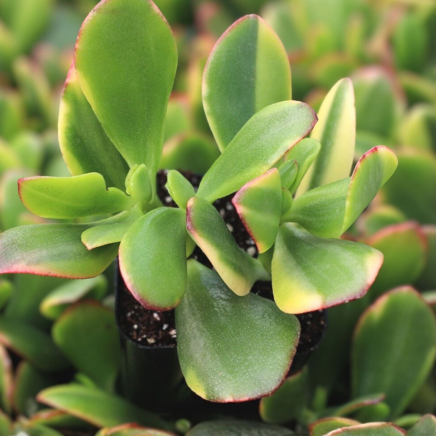 Variegated Lemon Lime Crassula Obliqua Cutting, Jade Succulent, Indoor Houseplant, Easy Care, Live Plant, Starter Plant