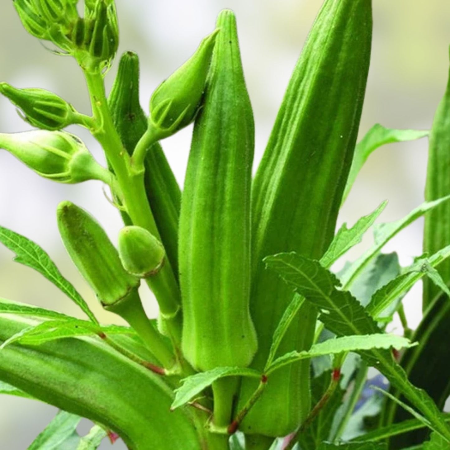 Heirloom Okra Seeds Clemson Variety Non-GMO 25+ Live Plant Cutting Bare Root Starter Garden