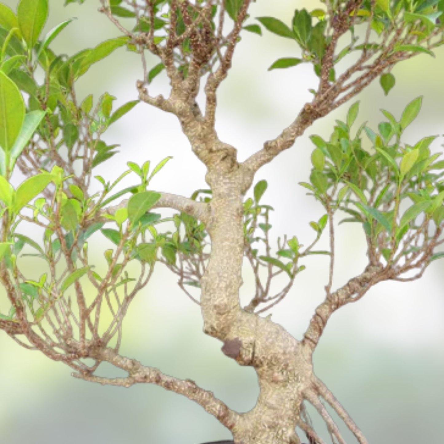 Ficus retusa Bonsai Tree Cutting, Thick Trunk, Indoor Houseplant, Arching Style, Live Starter Plant, Fresh Stock