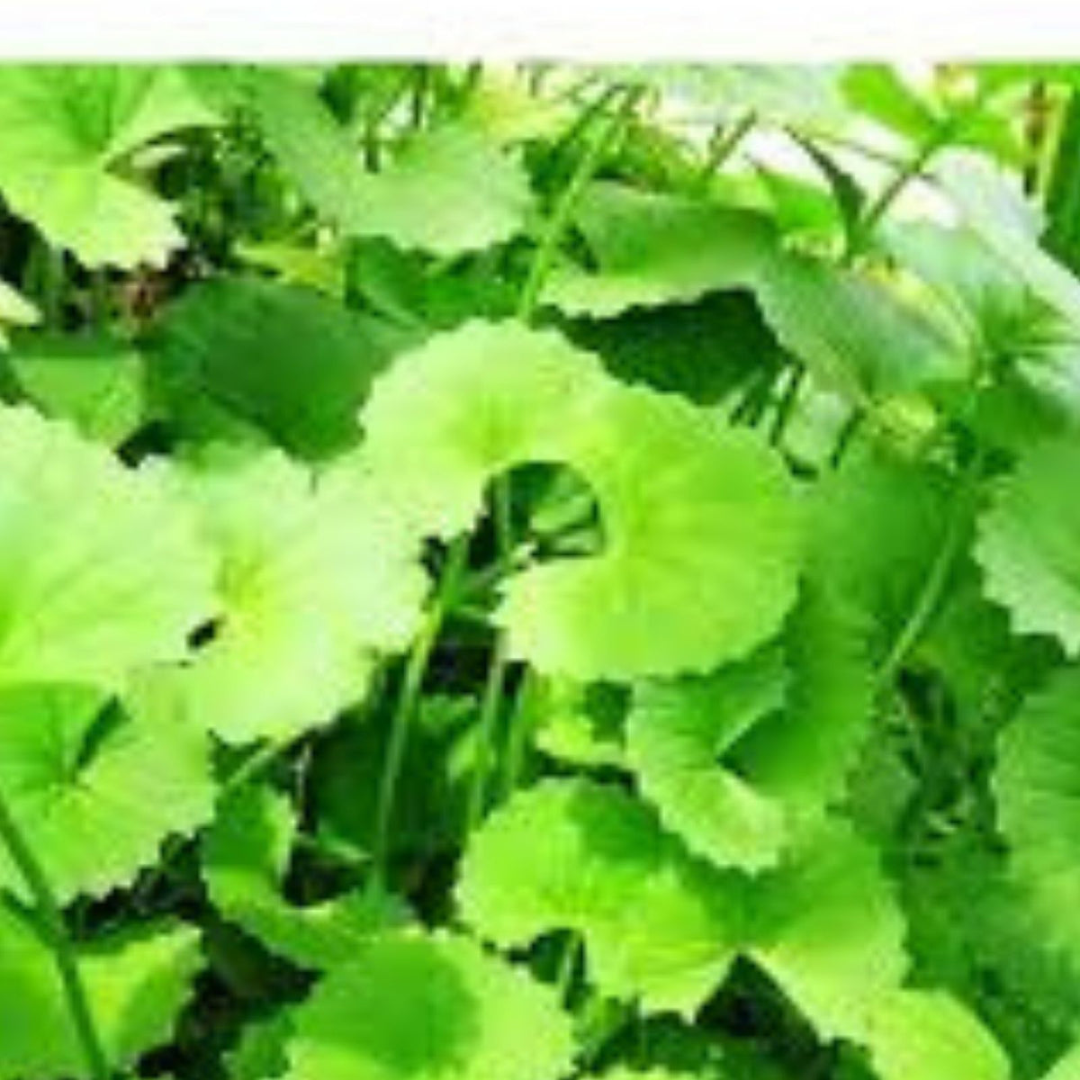Gotu Kola Seeds – 50 Organic Centella Asiatica Herb Seeds for Medicinal Gardens and Herb Growing