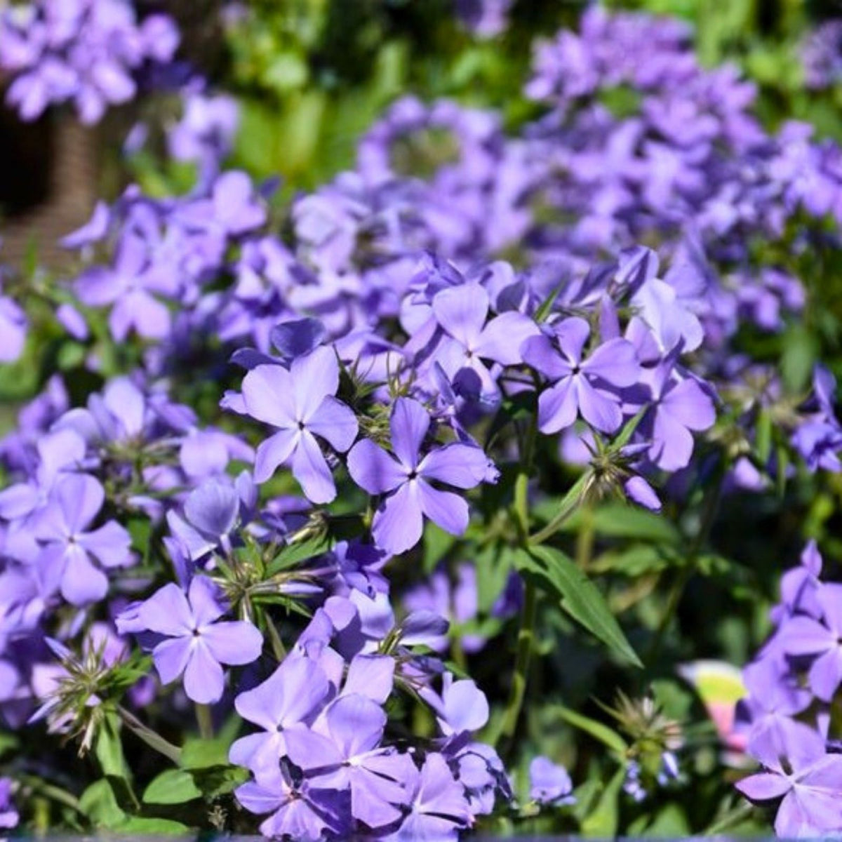 Phlox Seeds 125 Count Blue Moon Variety Annual Garden Flower Seeds Phlox paniculata