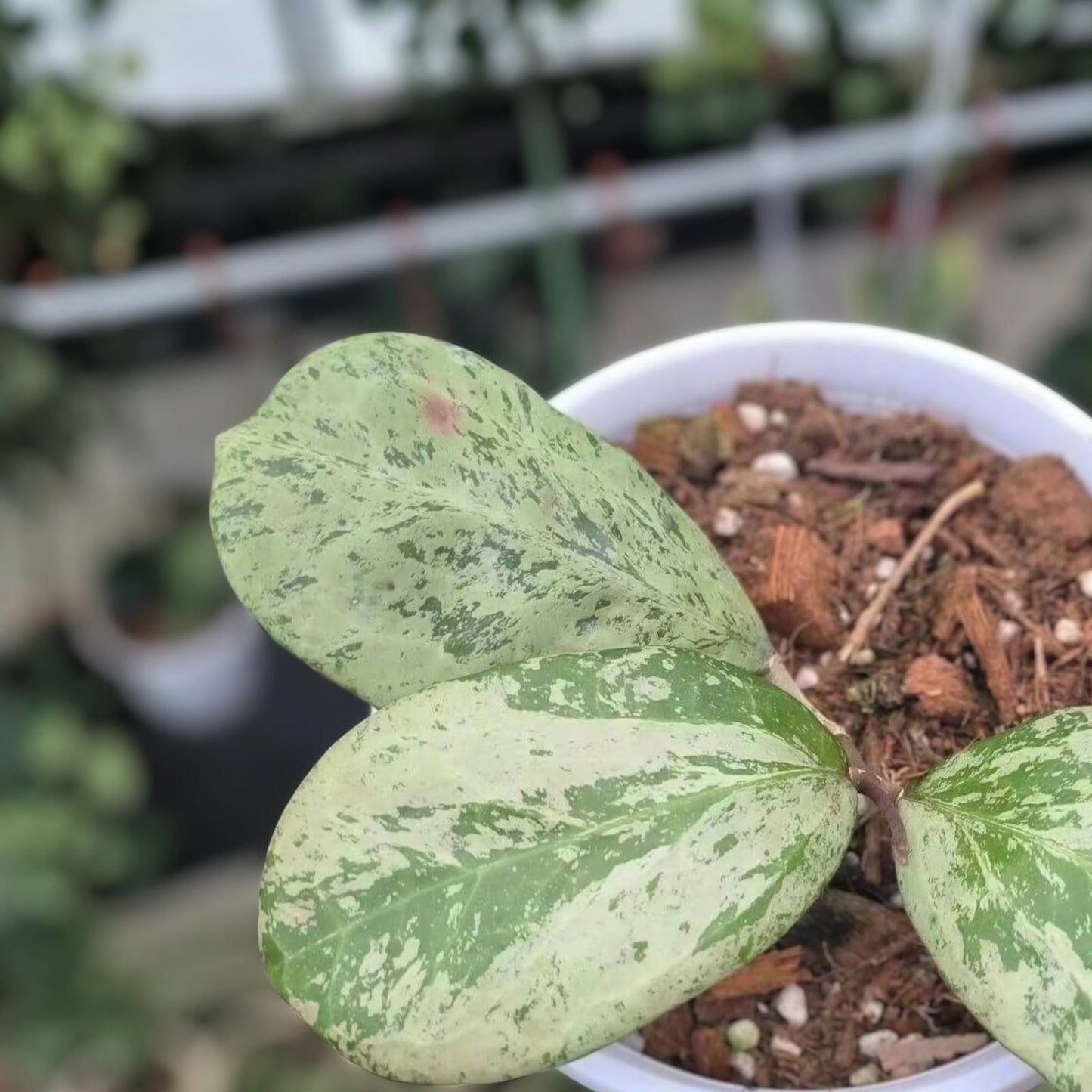 Live Hoya Plant Michelle Silver Leaf Indoor Houseplant, Hoya carnosa 'Michelle', Easy Care Green Plant