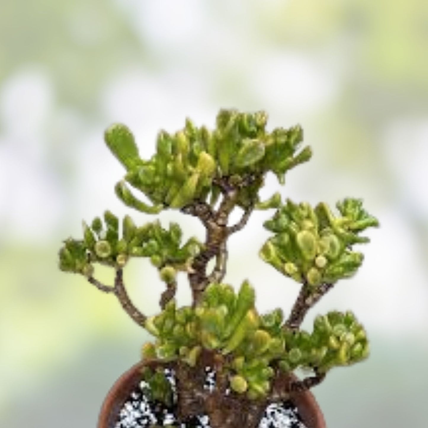 Ogre Ears Jade Plant Cuttings Dwarf Gollum Succulent Crassula Ovata Var Hobbit 5+ Inches Live Houseplant