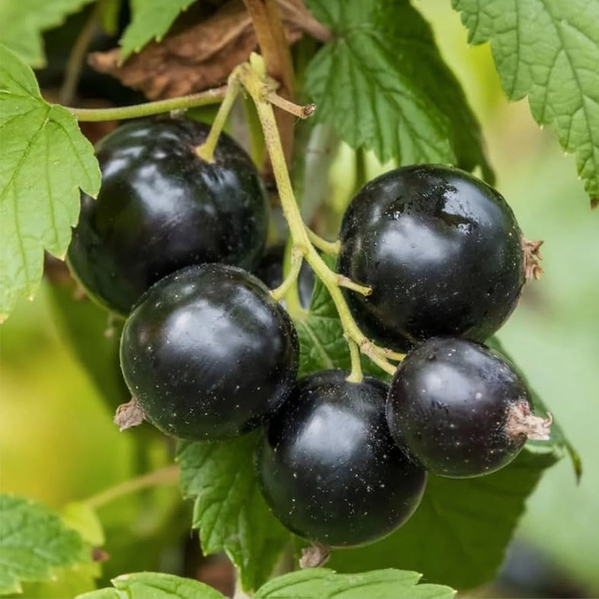 Black Currant Ribes nigrum Rooted Cutting Starter Plant Organic Fruit-bearing Live Plant Zones 3-8