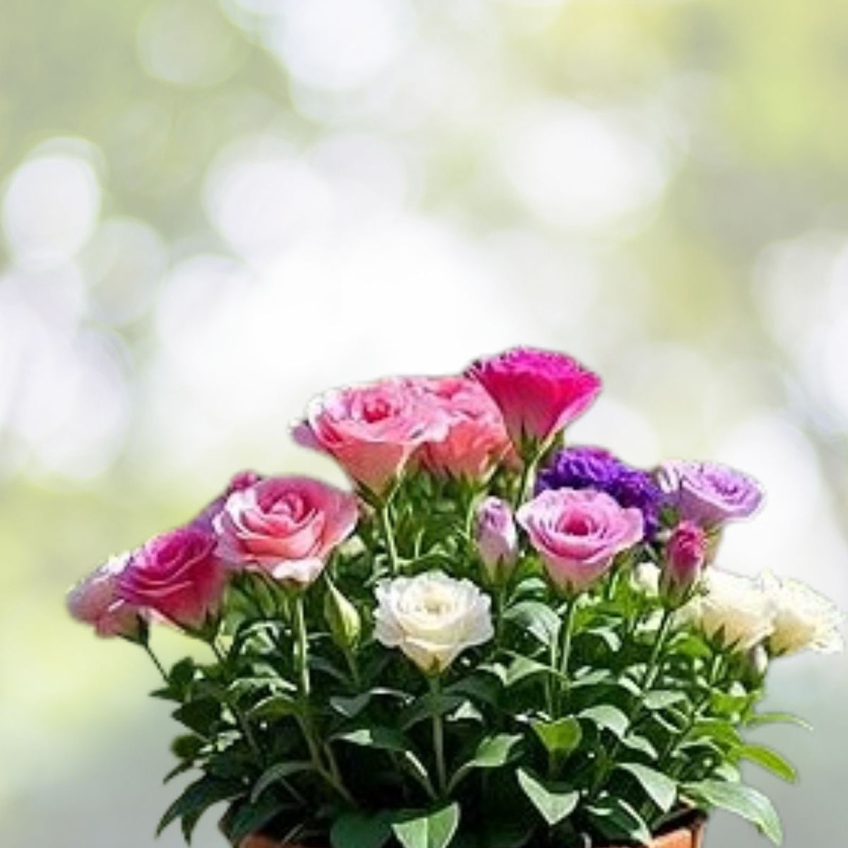 Lisianthus Seeds 250 Count Non-GMO Heirloom Flower Seeds Colorful Blooms Eustoma grandiflorum
