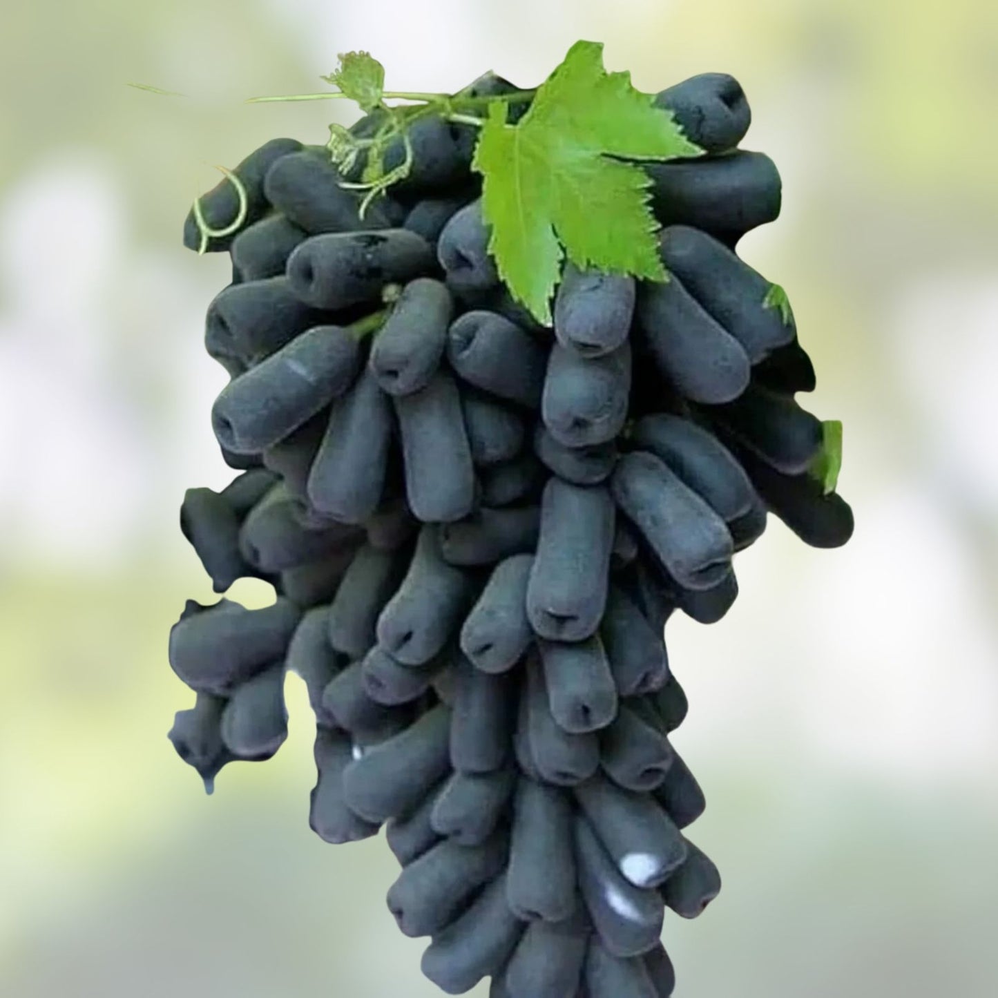 Lady Finger Vine Cuttings Black Seedless Moon Drop Grape Vitis vinifera Climbing Fruit Plant Starter