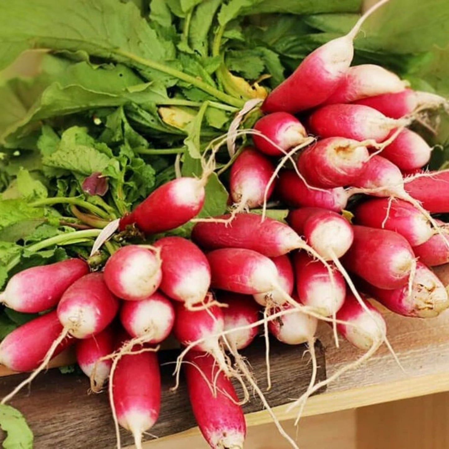 Heirloom Radish Seeds French Breakfast Non-GMO Raphanus sativus 1000 Seeds Vegetable Garden Planting