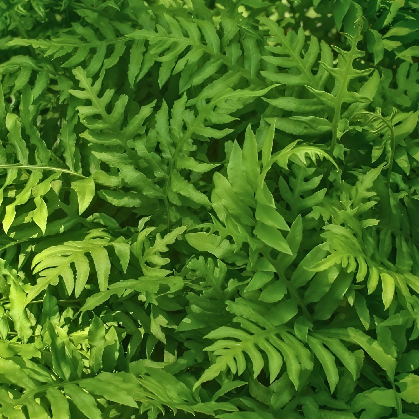Netted Chain Fern Live Plant Bundle 5-Pack Woodwardia areolata Shade Ferns Houseplants Live Ferns for Shade Gardens