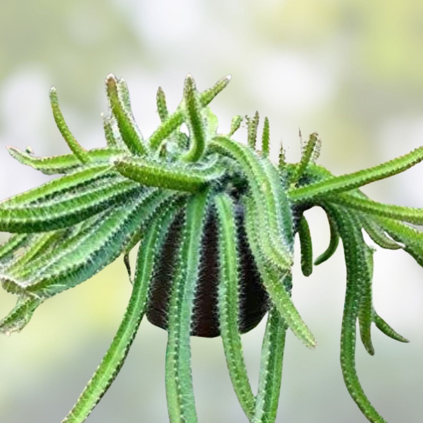 Medusa Dog Tail Cactus Cuttings 5 Unrooted Succulent Plants, Cola de Perro, Selenicereus, Houseplant, Live Plant, Starter Plant