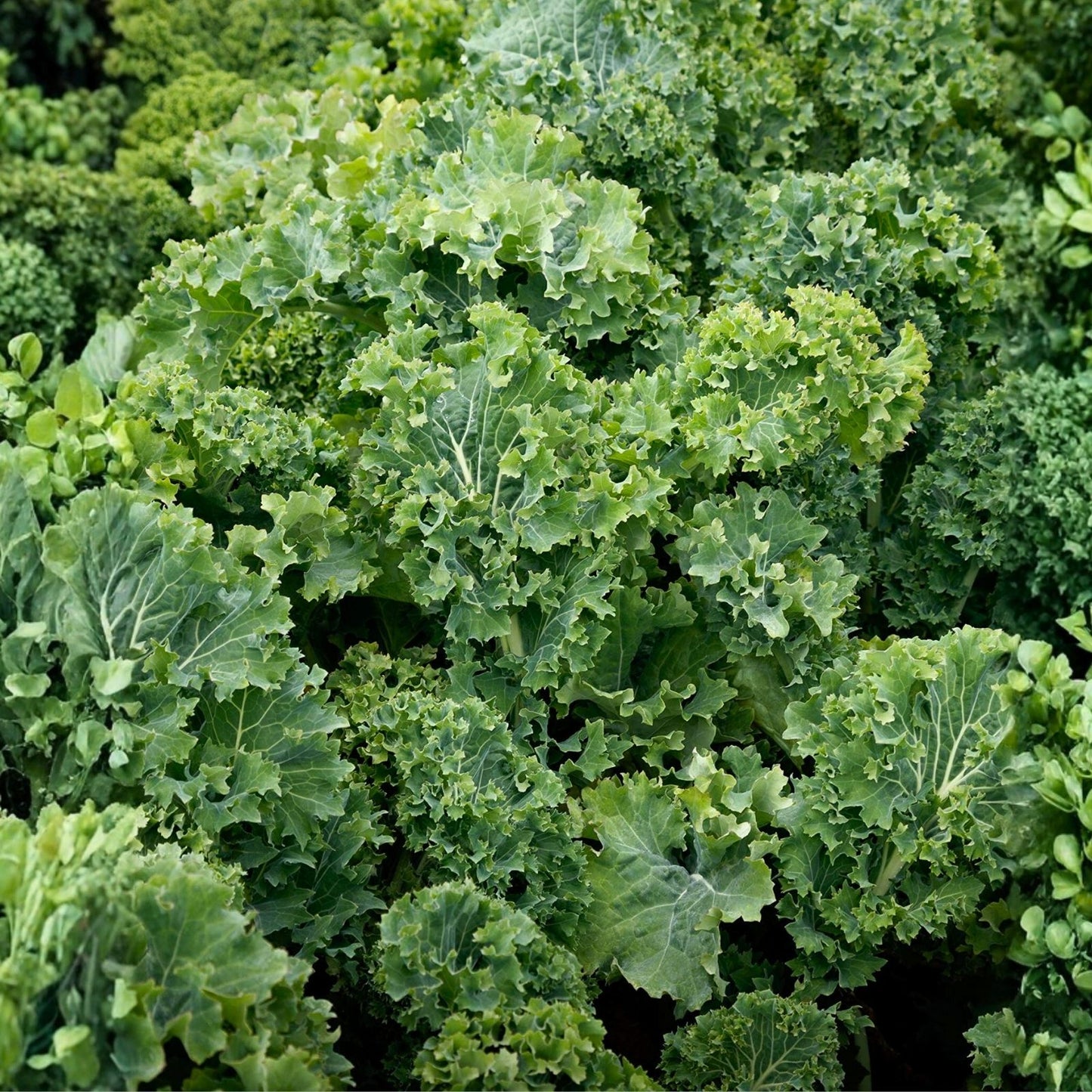 Kale Seeds 1000 Count Dwarf Siberian Non-GMO Brassica oleracea Vegetable Seeds for Gardening, Healthy Green Leafy Plants