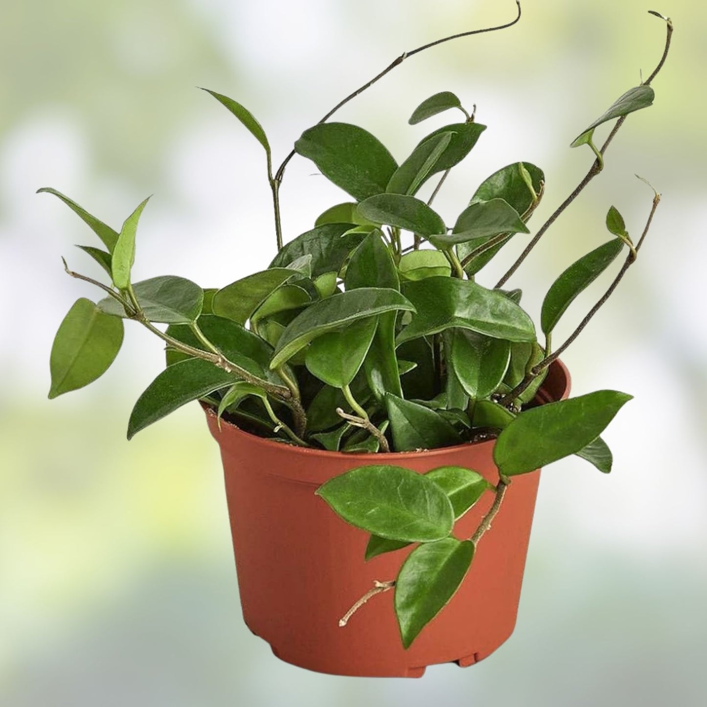 Hoya Rooted Cuttings Chelsea Sigillatis Lisa Tropical Houseplants Indoor Gardening Live Plant