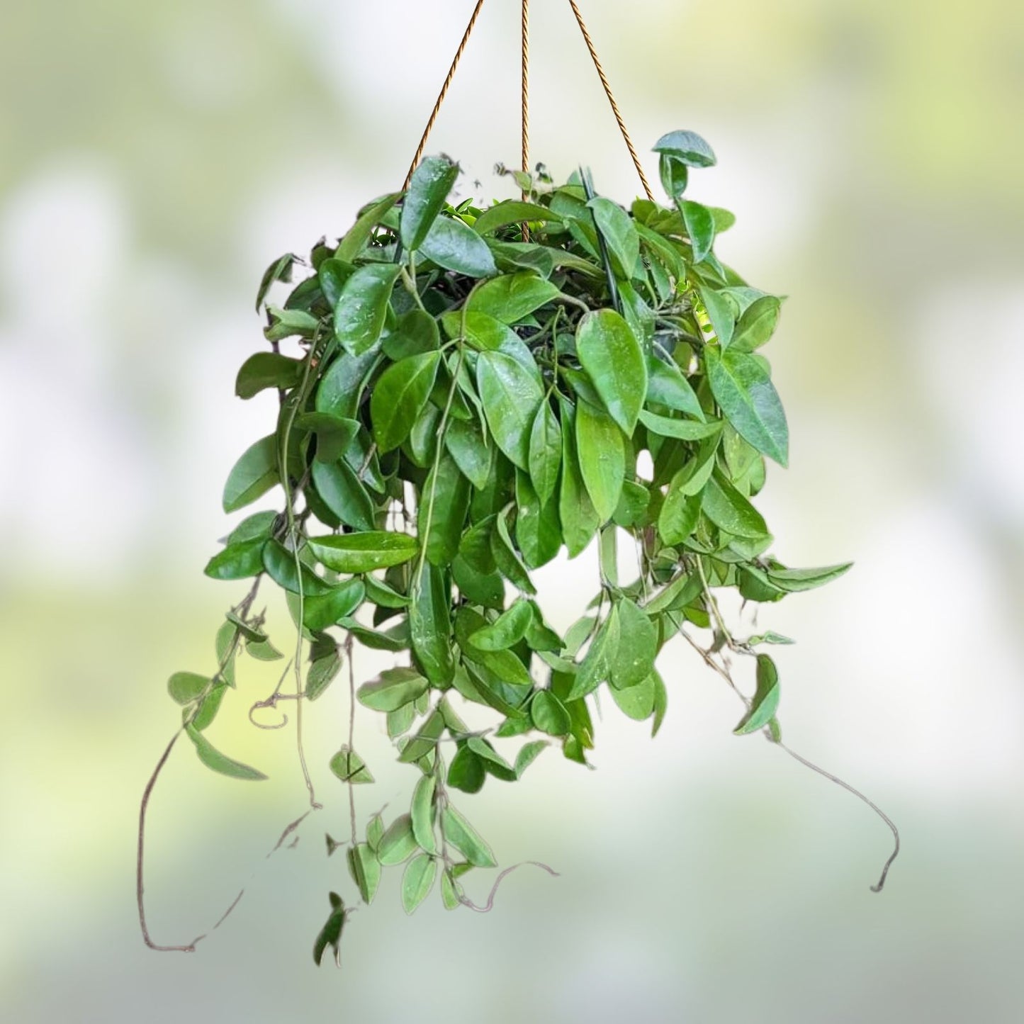 Hoya Fungii Cuttings – 4 Rooted Hoya carnosa Indoor Houseplants – Easy Care Green Foliage Plant Starter