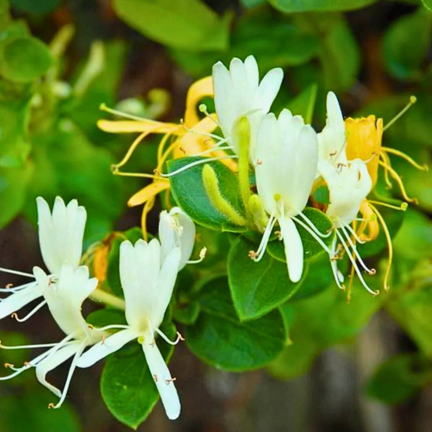 Japanese Honeysuckle Vines 7-Pack Lonicera japonica Live Plants Fragrant Climbing Vine for Garden