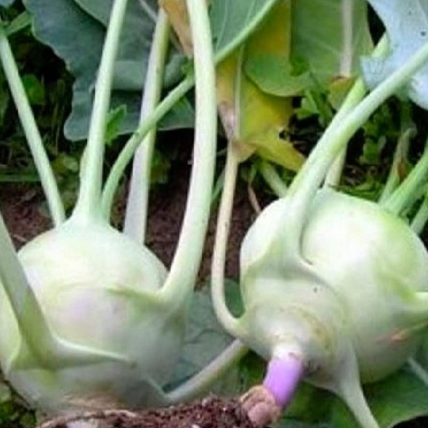 Kohlrabi Seeds Heirloom White Vienna Non-GMO Vegetable Seeds, Brassica oleracea, 50+ Starter Plants, Live Plant, Cutting, Bare Root