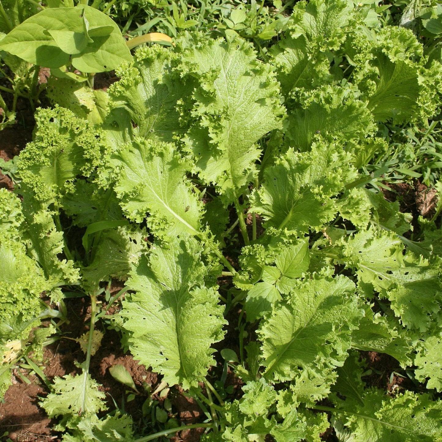 Mustard Green Seeds Southern Giant Non-GMO Brassica juncea Vegetable Seeds 500 Pack Live Plant Cutting Bare Root Starter Plant