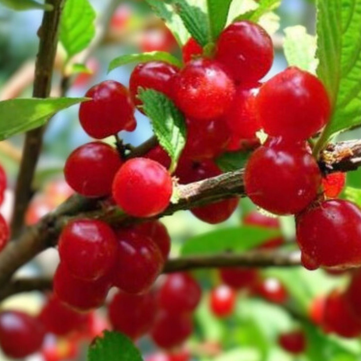 Nanking Bush Cherry Live Plant Bare Root Prunus tomentosa Edible Fruit Shrub for Zones 2-8