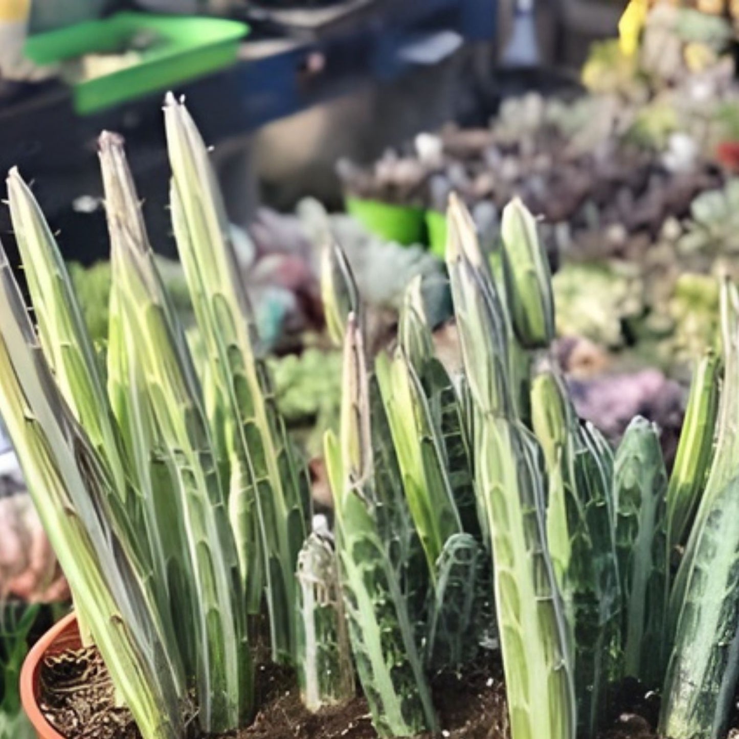 Kleiniia Senecio Stapeliiformis Pickle Plant Succulent 1 Rooted Stem Unique Green Color Fast Growing