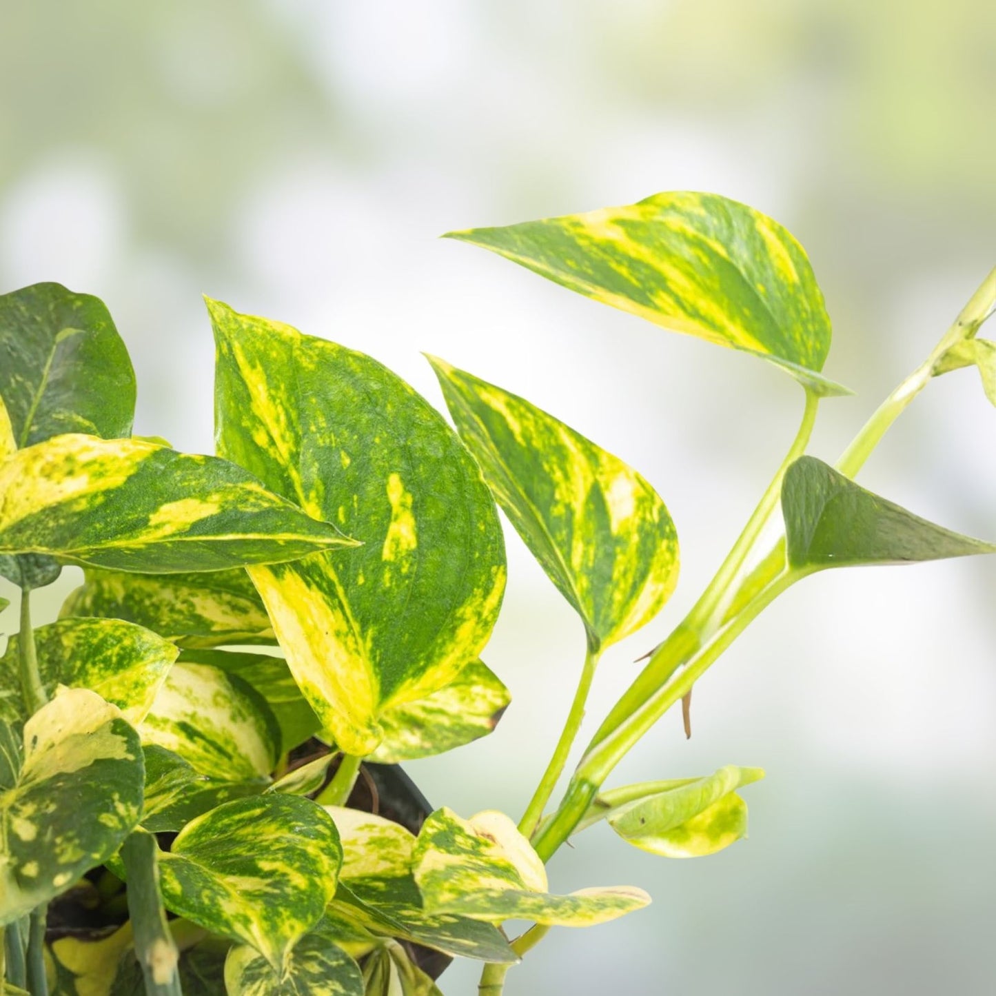 Epipremnum aureum Pothos Plant Cuttings Set Marble Golden N'Joy Varieties 3 Inch Pot Live Houseplant