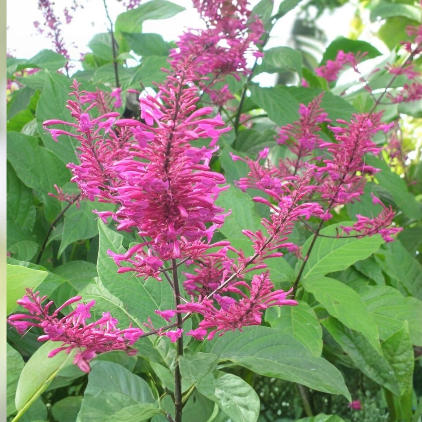 Purple Firespike Cuttings – 10 Organic Live Plant Starters for Butterfly and Hummingbird Garden Odontonema callistachyum