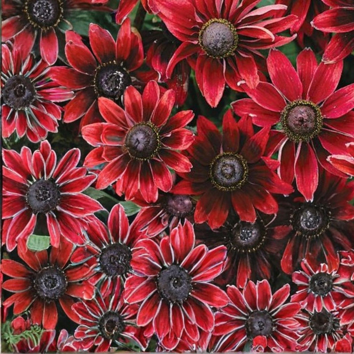 Cherry Mix Rudbeckia Seeds 125+ Annual Flower Seeds Garden Rudbeckia hirta
