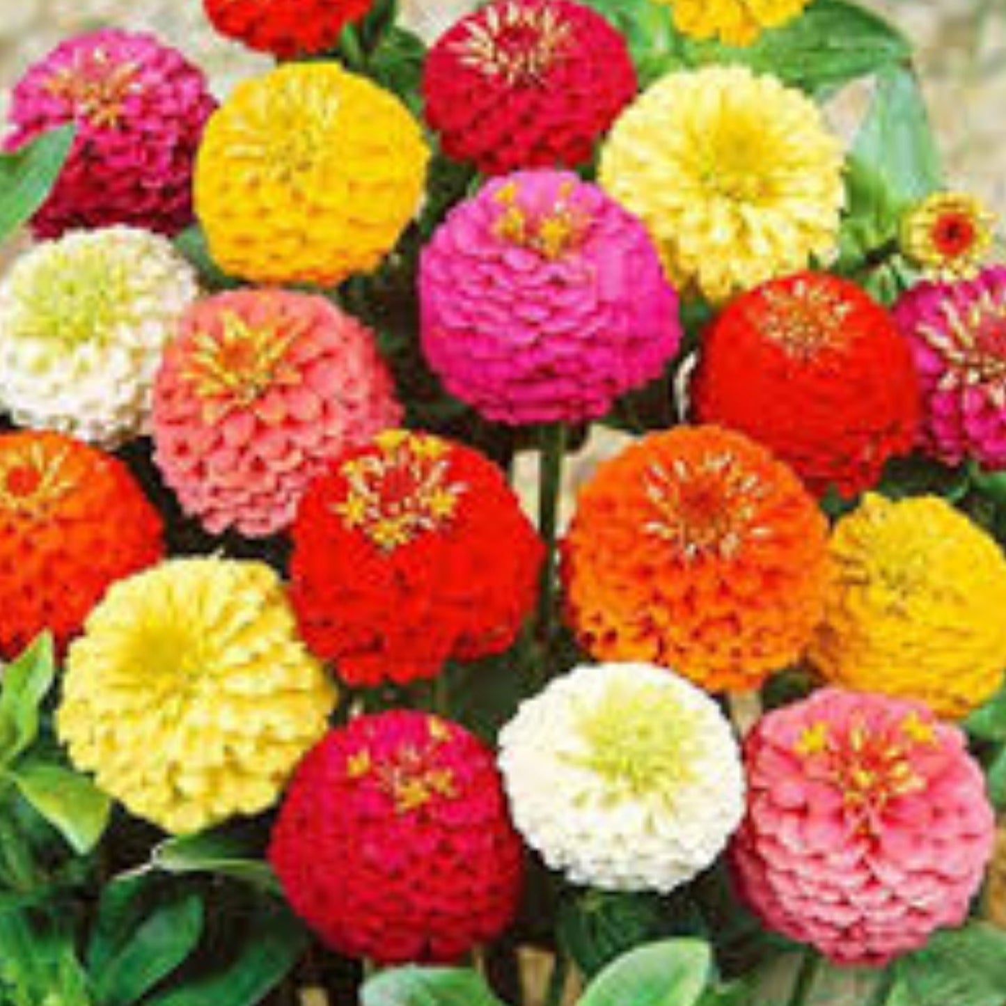 Giant California Zinnia Seeds 200 Count – Colorful Zinnia elegans Flower Seeds for Garden Planting