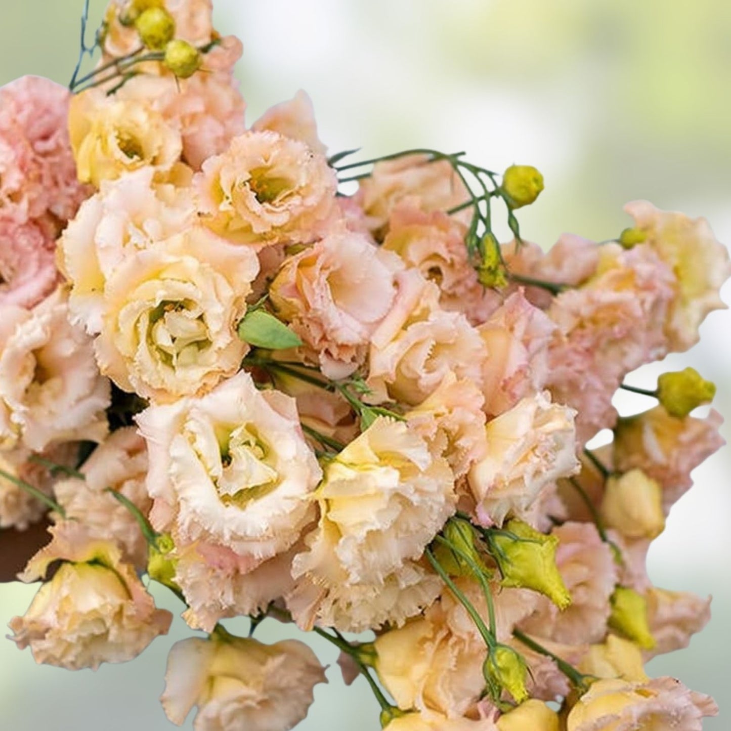 Champagne Lisianthus Seeds Pink Eustoma grandiflorum Pelleted Flower Seeds 20 Pack Planting Starter
