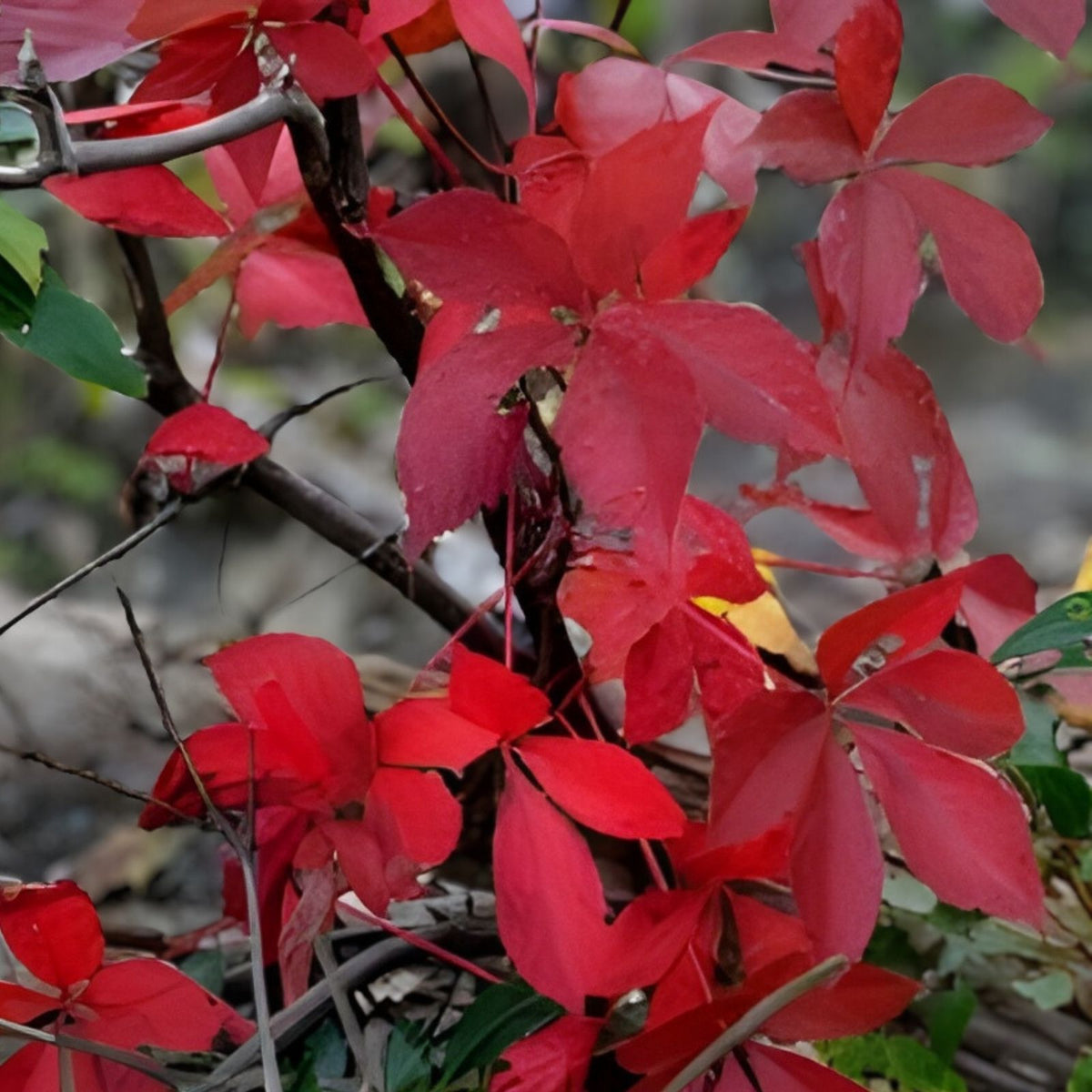 Virginia Creeper Live Vine Clippings – 6+ Florida Grown for Privacy Fences – Parthenocissus quinquefolia – Fast Growing Climbing Plant