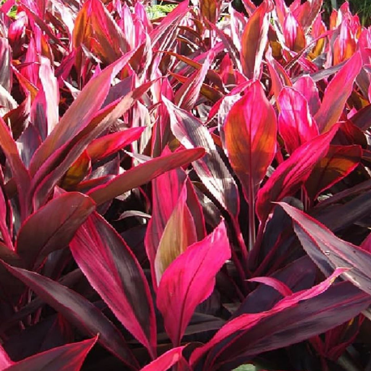 Cordyline fruticosa Cutting - Large Green Hawaiian Ti Plant Starter Log for Propagation, Gardening, Houseplant, Live Plant