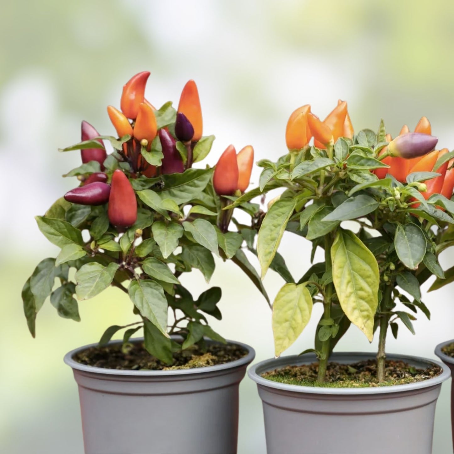 5 Color Pepper Plant Seeds | Capsicum annuum Varieties | Exotic Chili Peppers | Gardening, Planting, Live Seeds, Non-GMO