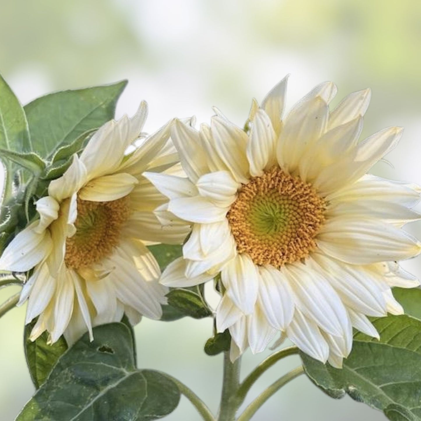 Organic White Lite Sunflower Seeds 15 Pack Helianthus annuus Non-GMO USA Grown Flower Seeds